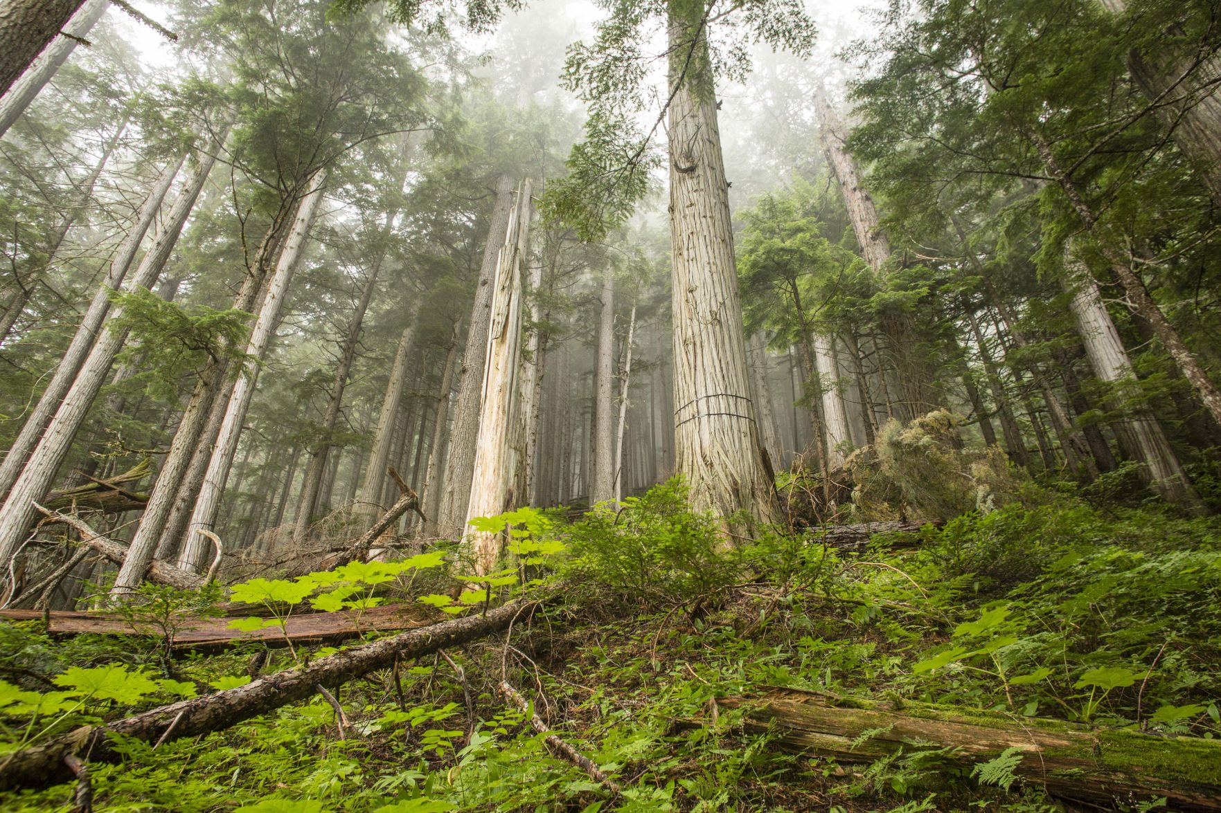 Selkirk old growth